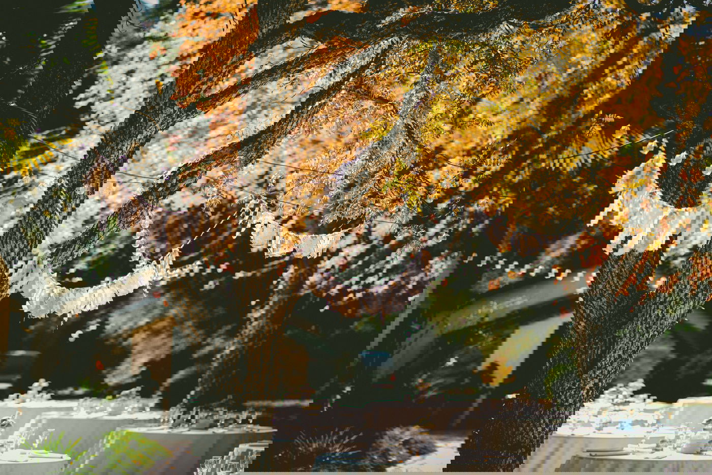 גן אירועים. אילוסטרציה