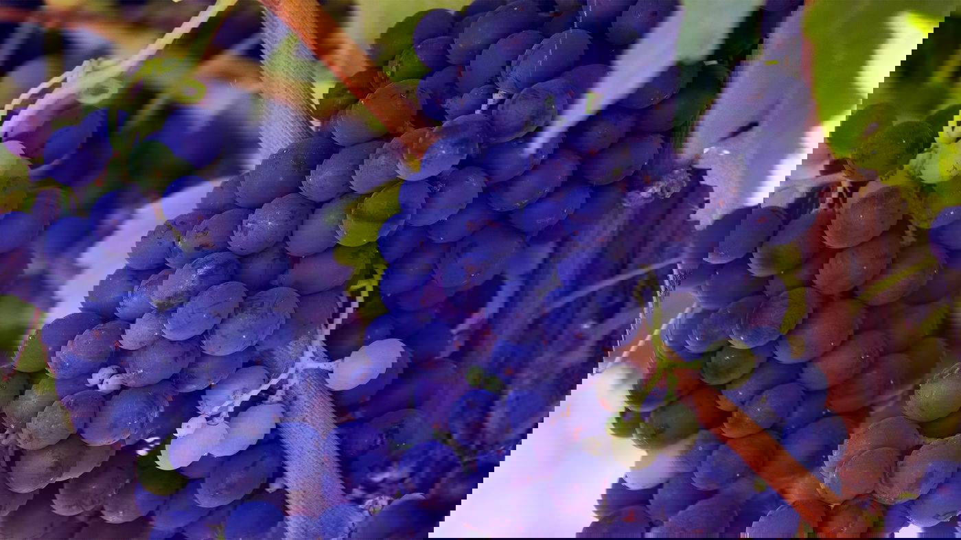 אילוסטרציה