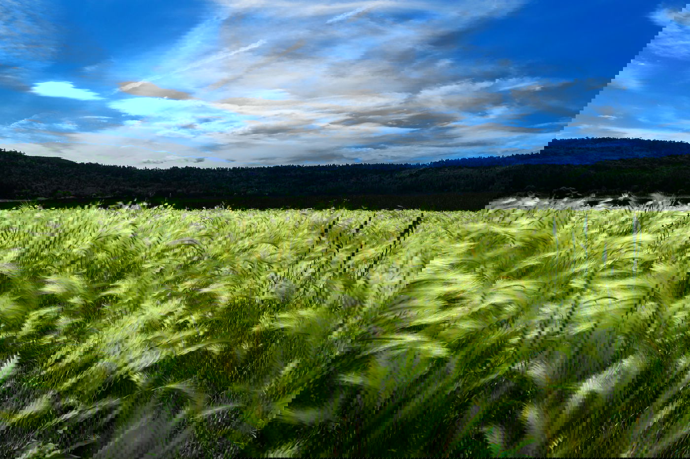 שימוש חורג בשטח חקלאי. אילוסטרציה.