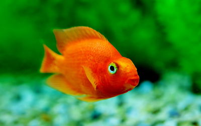 מרוכז יותר. דג זהב