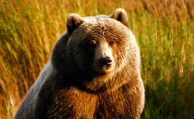 צפו: הדב נכנע לצעקות ויצא מהפח