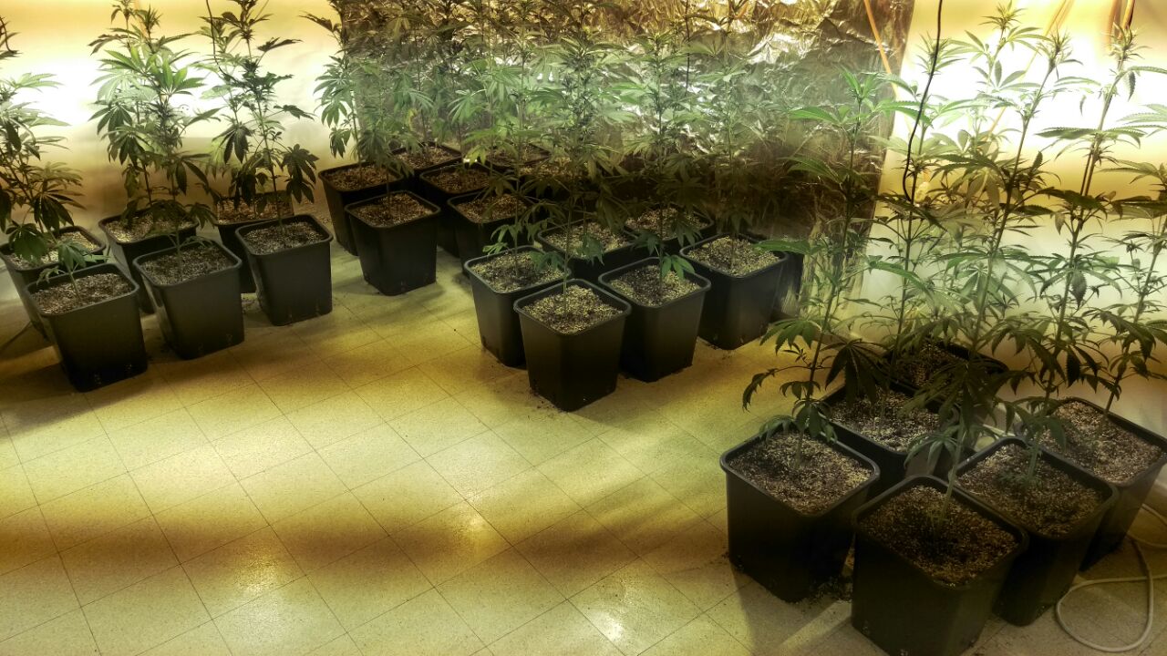 השתילים שנתפסו