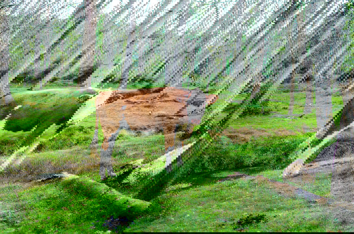 העובד נפל מגג הרפת. אילוסטרציה