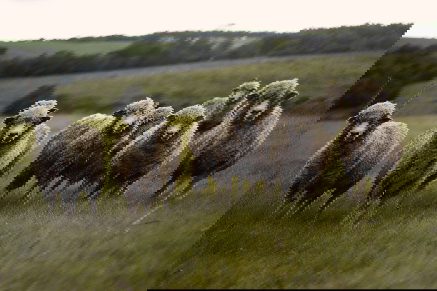 האח והגיס במאבק על המשק. אילוסטרציה