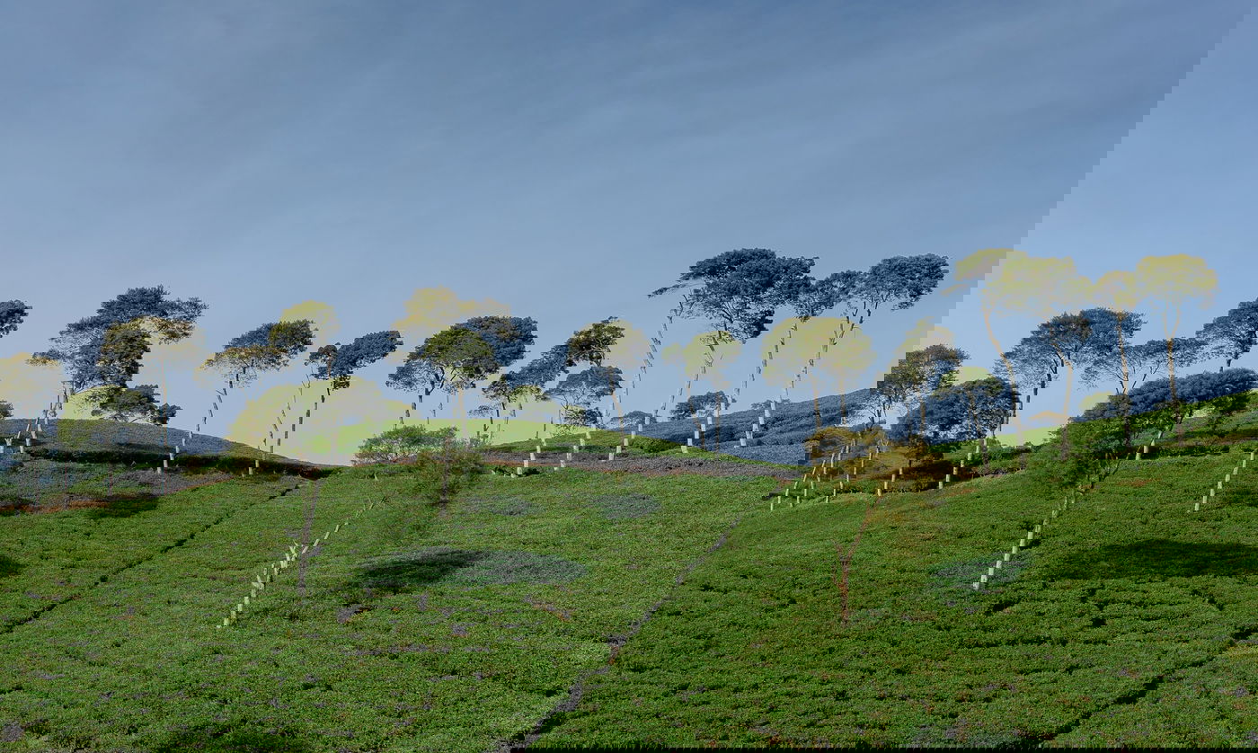 לא תעשה לך אשרה כל עץ אצל מזבח ה' - עצים. אילוסטרציה