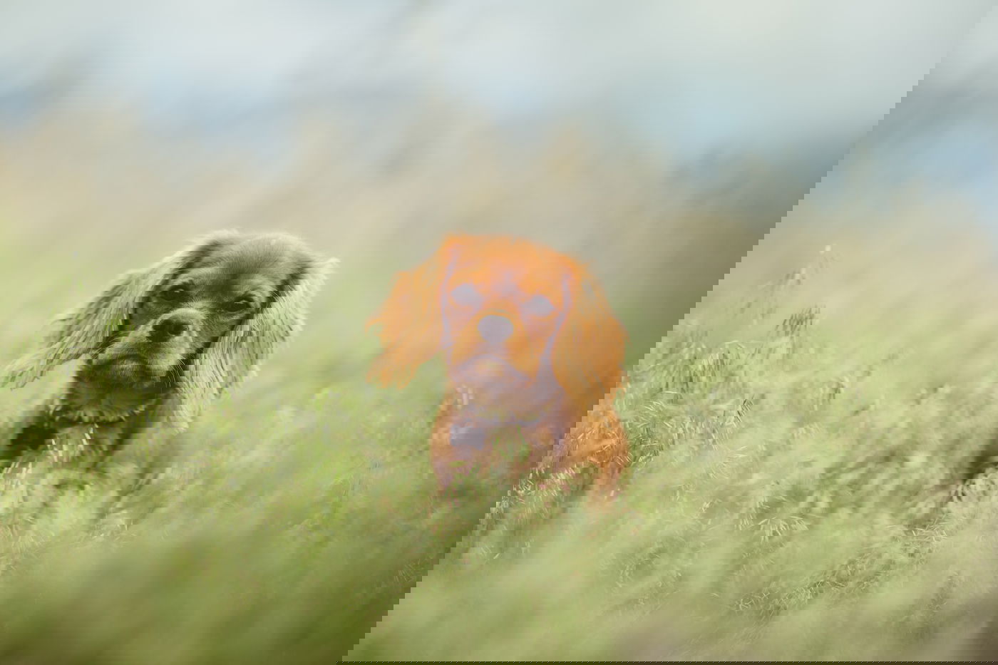 פושטת הרגל שילמה אלפי שקלים על טיפולים לכלבה. אילוסטרציה