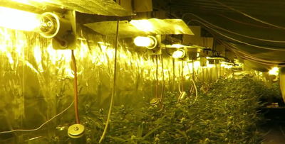 מעבדה מתוחכמת לגידול סמים נחשפה על ידי המשטרה • צפו בתיעוד