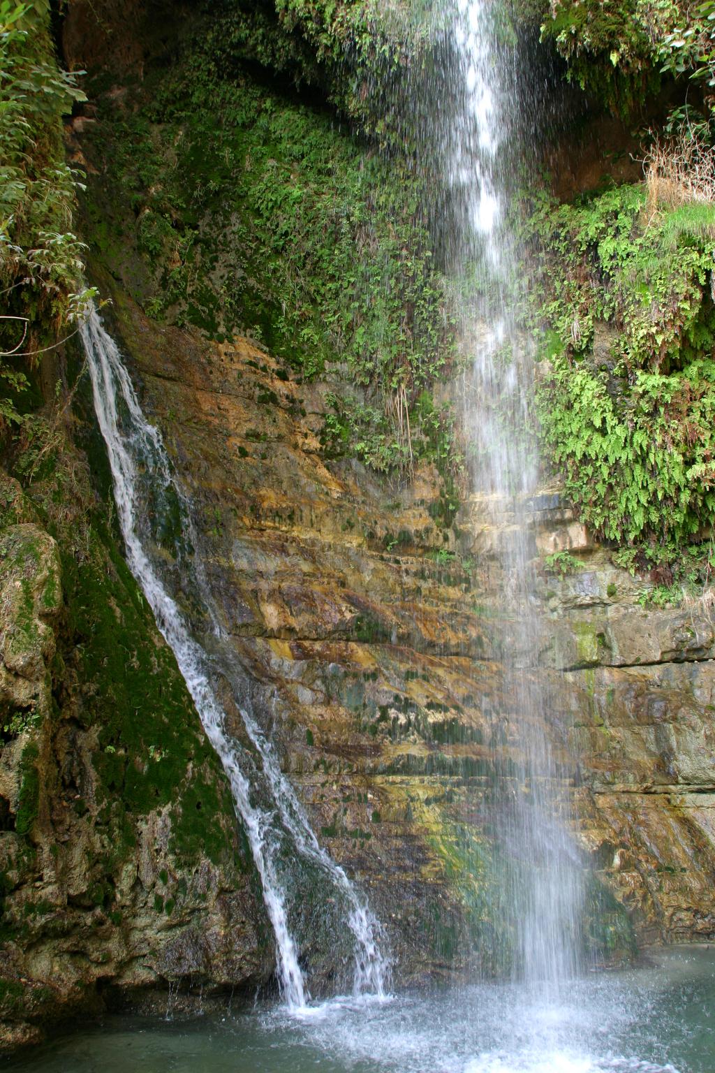 שילוב של צבעים וחיות בר. ככה נראה נווה מדבר. נחל דוד.
