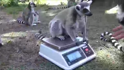 הדיאטה החדשה של הקופים בספארי • צפו