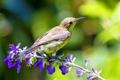 מדברת עם בני אדם. אוביל או עוף הדבש