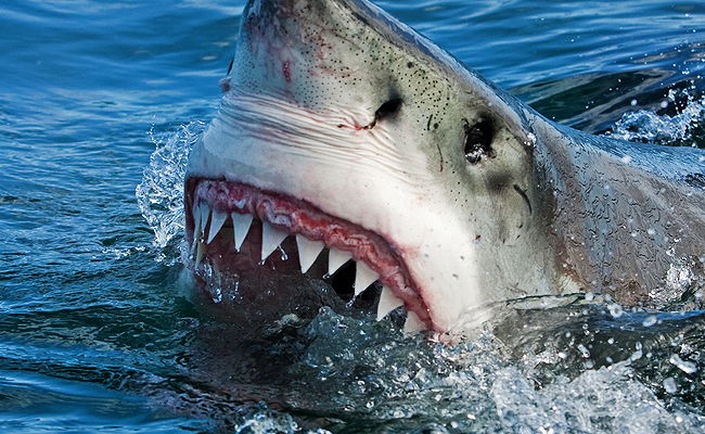 תזכורת קטלנית: יש שיניים שאי אפשר לחסל. אילוסטרציה