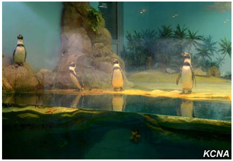 גן החיות הגרנדיוזי של צפון קוריאה. צפו