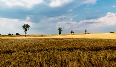 סכסוך על המגרש והקמת הבניין. אילוסטרציה