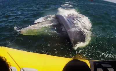 יותר מ-2 מיליון צפיות: לוויתן כמעט פגע בתיירים