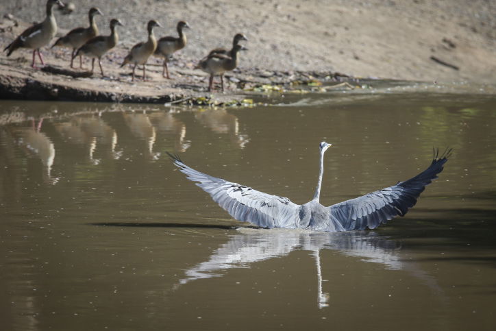 צפו בתיעוד המרתק מהספארי של טנזניה