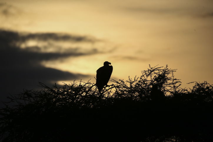 צפו בתיעוד המרתק מהספארי של טנזניה