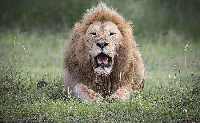 צפו בתיעוד המרתק מהספארי של טנזניה