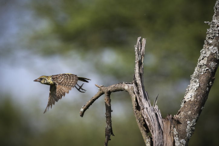 צפו בתיעוד המרתק מהספארי של טנזניה