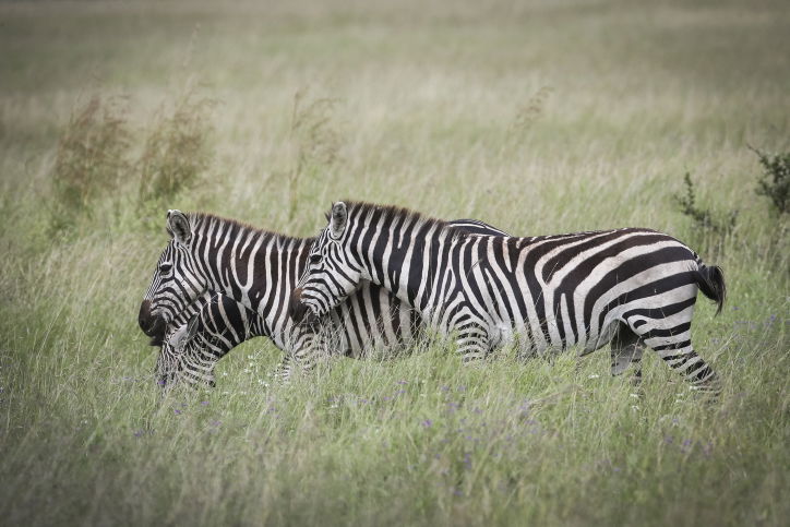 צפו בתיעוד המרתק מהספארי של טנזניה