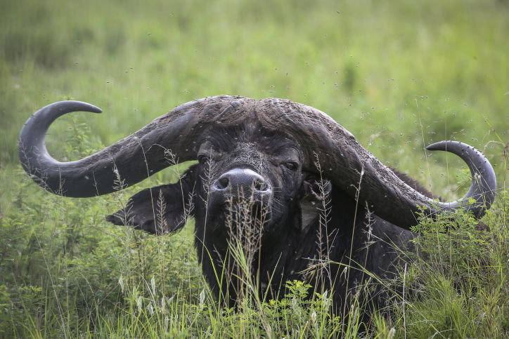 צפו בתיעוד המרתק מהספארי של טנזניה