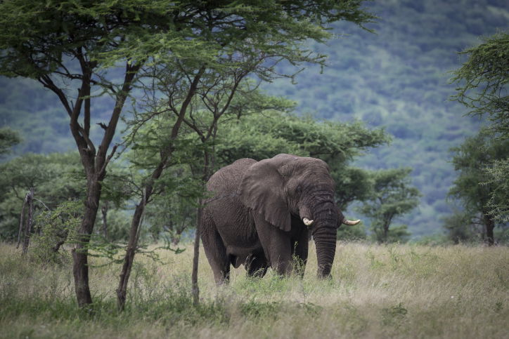 צפו בתיעוד המרתק מהספארי של טנזניה