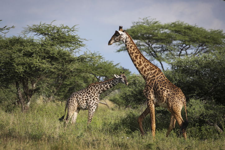צפו בתיעוד המרתק מהספארי של טנזניה