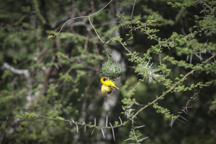 צפו בתיעוד המרתק מהספארי של טנזניה