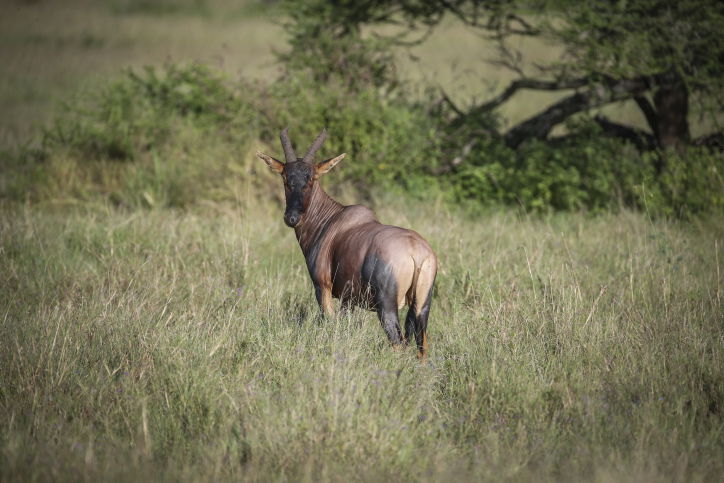 צפו בתיעוד המרתק מהספארי של טנזניה