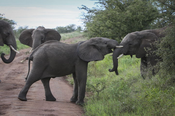 צפו בתיעוד המרתק מהספארי של טנזניה