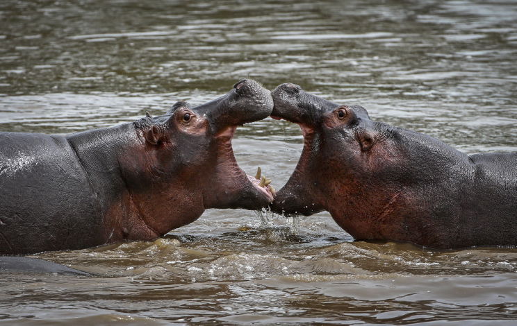 צפו בתיעוד המרתק מהספארי של טנזניה