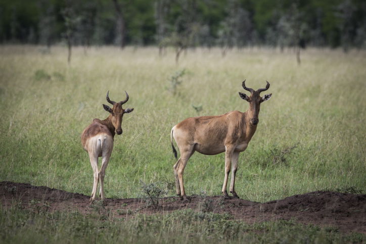 צפו בתיעוד המרתק מהספארי של טנזניה