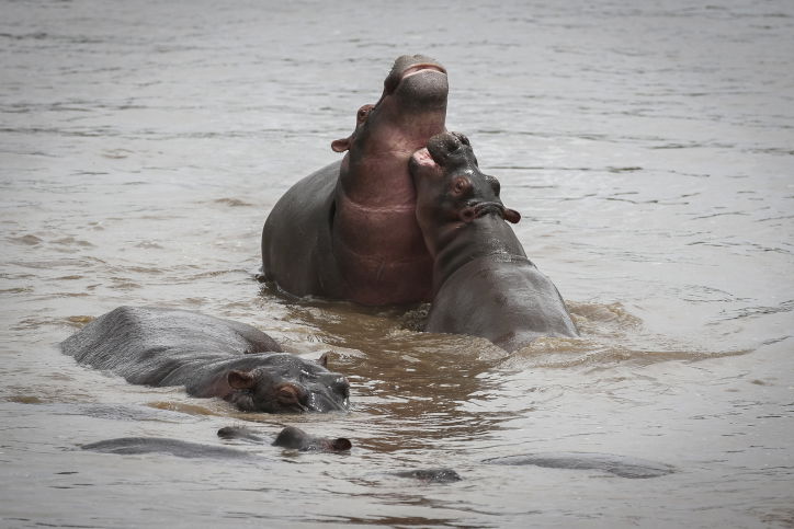 צפו בתיעוד המרתק מהספארי של טנזניה