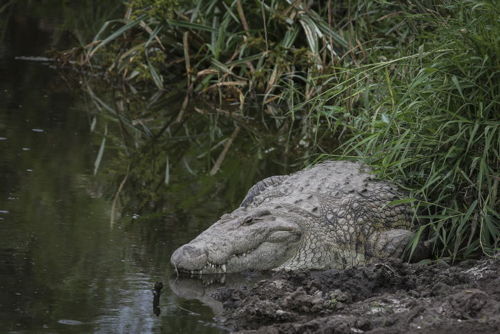 צפו בתיעוד המרתק מהספארי של טנזניה