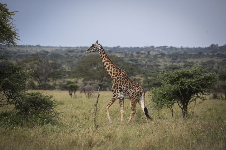 צפו בתיעוד המרתק מהספארי של טנזניה