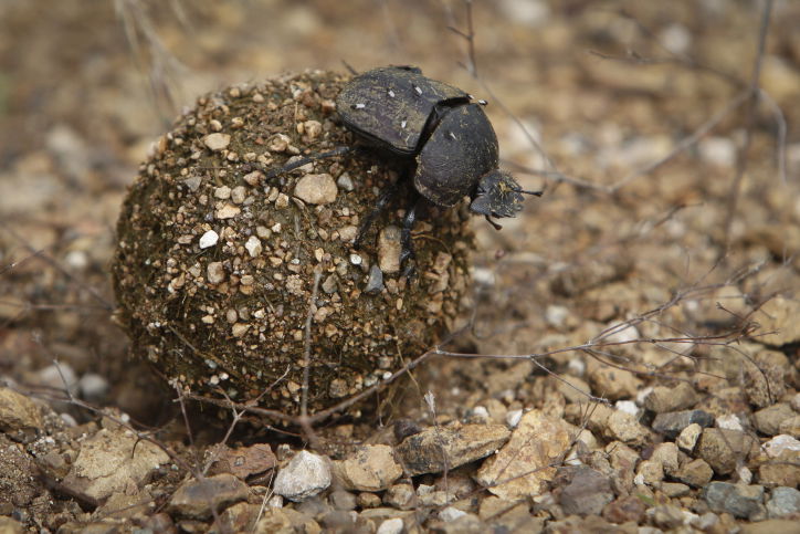 צפו בתיעוד המרתק מהספארי של טנזניה