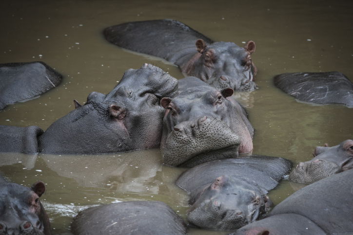 צפו בתיעוד המרתק מהספארי של טנזניה