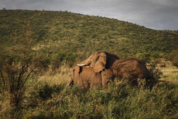 צפו בתיעוד המרתק מהספארי של טנזניה