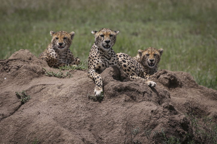 צפו בתיעוד המרתק מהספארי של טנזניה