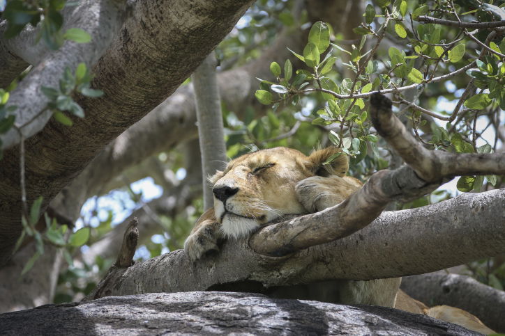צפו בתיעוד המרתק מהספארי של טנזניה