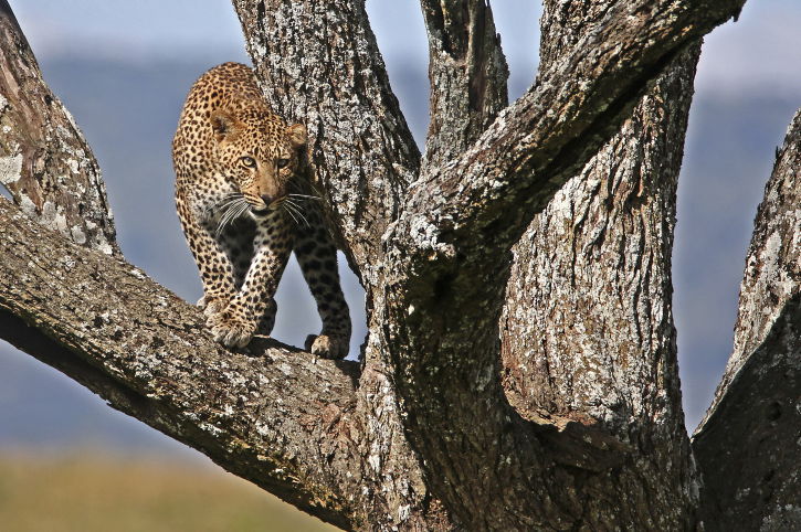 צפו בתיעוד המרתק מהספארי של טנזניה