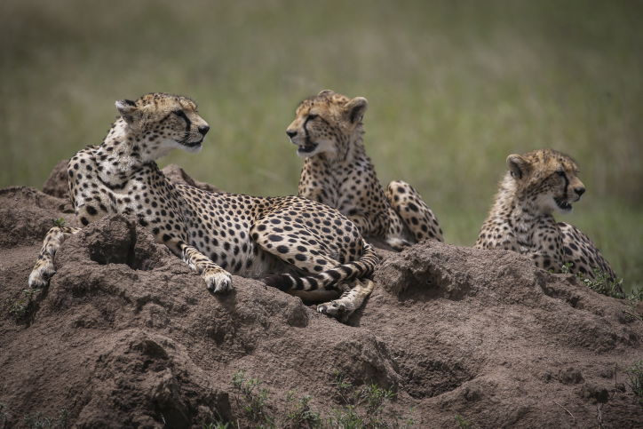 צפו בתיעוד המרתק מהספארי של טנזניה