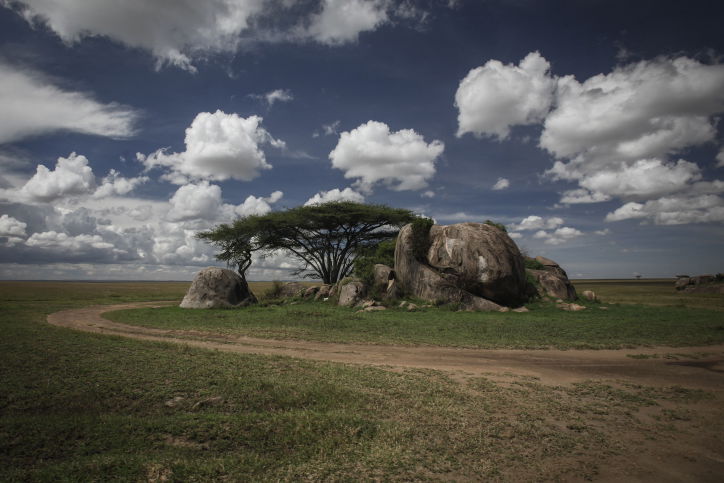צפו בתיעוד המרתק מהספארי של טנזניה