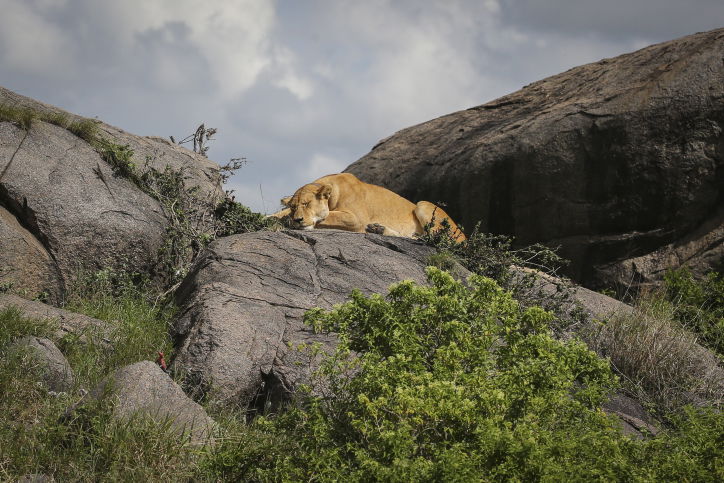 צפו בתיעוד המרתק מהספארי של טנזניה