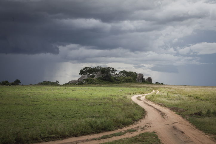 צפו בתיעוד המרתק מהספארי של טנזניה