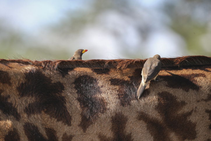 צפו בתיעוד המרתק מהספארי של טנזניה