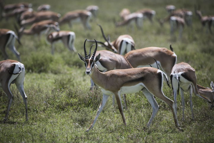 צפו בתיעוד המרתק מהספארי של טנזניה
