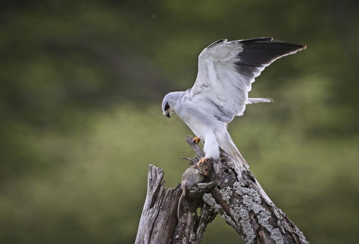 צפו בתיעוד המרתק מהספארי של טנזניה