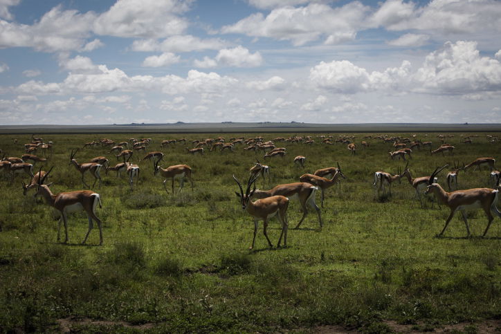 צפו בתיעוד המרתק מהספארי של טנזניה