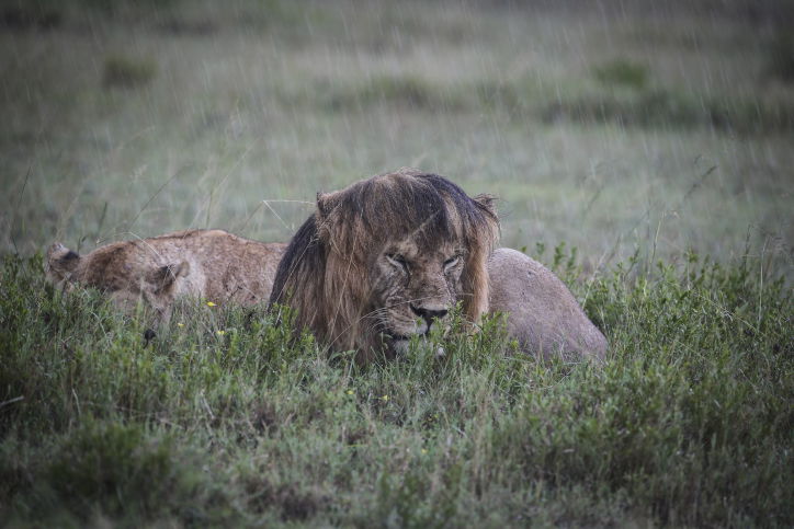 צפו בתיעוד המרתק מהספארי של טנזניה