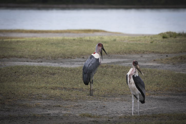 צפו בתיעוד המרתק מהספארי של טנזניה